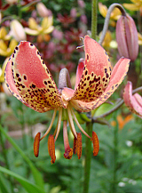 X 25 LILIUM MANITOBA MORNING