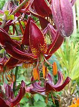 X   25 LILIUM MARTAGON CLAUDE SHRIDE