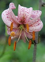 X 25 LILIUM PURPLE MORNING