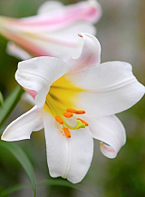 X   25 LILIUM REGALE