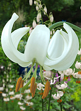 X 25 LILIUM SNOWY MORNING