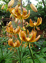 X 25 LILIUM SUNNY MORNING