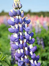 X 25 LUPINUS BLAUW