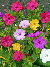 X 25 MIRABILIS JALAPA