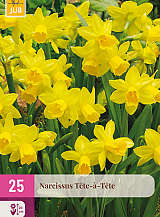X 25 NARCISSUS  TETE-A-TETE