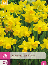 X 25 NARCISSUS  TETE-A-TETE
