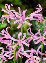 X 25 NERINE BOWDENII