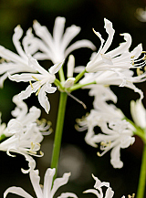 X 25 NERINE BOWDENII ALBA