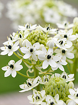 X 25 ORNITHOGALUM SAUNDERSIAE