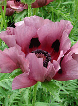 X 25 PAPAVER PATTYS PLUM