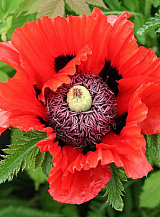 X 25 PAPAVER TURKENLOUIS