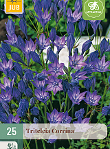 X 25 TRITELEIA CORRINA NJ