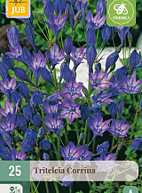 X 25 TRITELEIA CORRINA NJ