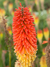 X 25 TRITOMA (KNIPHOFIA) ALCAZAR