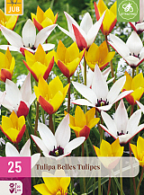 X 25 TULIPA BELLES TULIPES