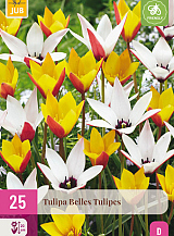 X 25 TULIPA BELLES TULIPES