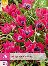 X 25 TULIPA LITTLE BEAUTY