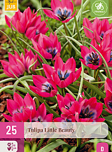 X 25 TULIPA LITTLE BEAUTY