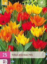 X 25 TULIPA PRAESTANS MIX