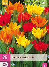 X 25 TULIPA PRAESTANS MIX