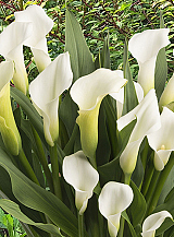 X 25 ZANTEDESCHIA CRYSTAL CLEAR