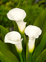 X 25 ZANTEDESCHIA CRYSTAL CLEAR