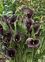X 25 ZANTEDESCHIA DUBAI NIGHTS