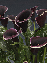 X 25 ZANTEDESCHIA DUBAI NIGHTS