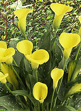 X 25 ZANTEDESCHIA GOLD LABEL
