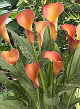 X 25 ZANTEDESCHIA MORNING SUN