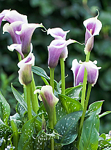 X 25 ZANTEDESCHIA PICASSO