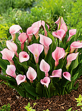 X 25 ZANTEDESCHIA STRAWBERRY BLUSH