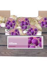 X 30 ALLIUM AMBASSADOR INCL. LABEL