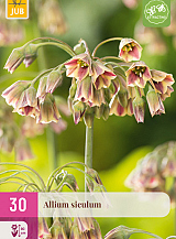 X 30 ALLIUM SICULUM