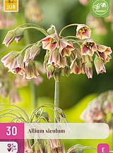 X 30 ALLIUM SICULUM