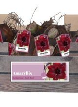 X 30 AMARYLLIS DONKERROOD INCL. LABEL