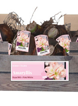 X 30 AMARYLLIS DUBBEL ROZE-WIT INCL. LABEL