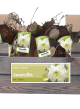 X 30 AMARYLLIS DUBBEL WIT INCL. LABEL