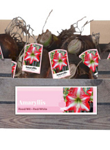 X 30 AMARYLLIS ROOD-WIT INCL. LABEL