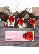 X 30 AMARYLLIS ROOD INCL. LABEL