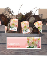 X 30 AMARYLLIS ROZE/WIT INCL. LABEL