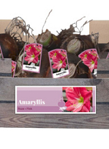X 30 AMARYLLIS ROZE INCL. LABEL
