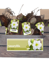 X 30 AMARYLLIS WIT INCL. LABEL