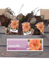 X 30 AMARYLLIS ZALM INCL. LABEL