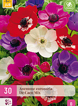 X 30 ANEMONE DE CAEN MIX VJ
