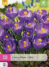 X 30 CROCUS BLAUW