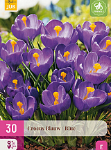X 30 CROCUS BLAUW
