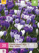 X 30 CROCUS BLAUW - WIT