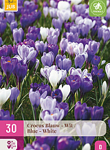 X 30 CROCUS BLAUW - WIT