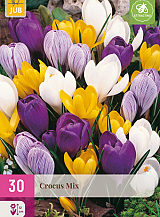 X 30 CROCUS GROOTBLOEMIG MIX